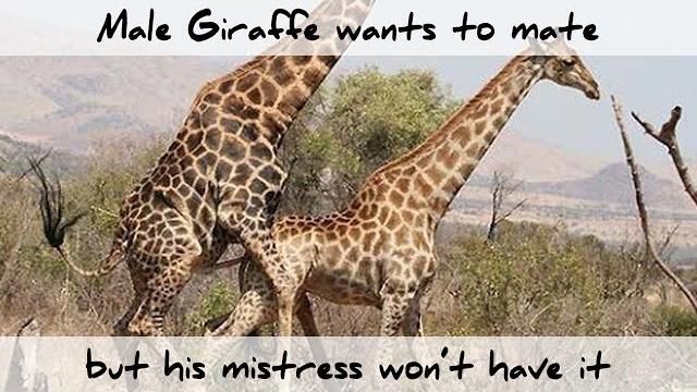 Male giraffe wants to mate but his mistress won't have it Male giraffe wants to mate but his mistress won't have it