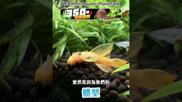 除藻?啃草?草缸養異形魚ok嗎?algae remove or eat aquatic plant? is it ok to raise pleco in planted tank?#shorts 除藻?啃草?草缸養異形魚ok嗎?algae remove or eat aquatic plant? is it ok to raise pleco in planted tank?#shorts