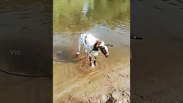 Muttu kidai..... Muttu kidai.....