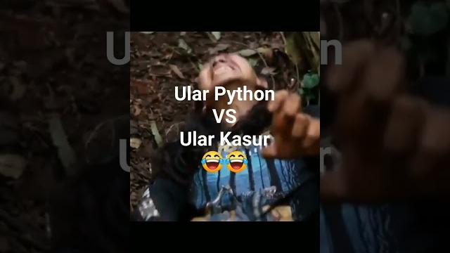 Ular python vs ular kasur Ular python vs ular kasur