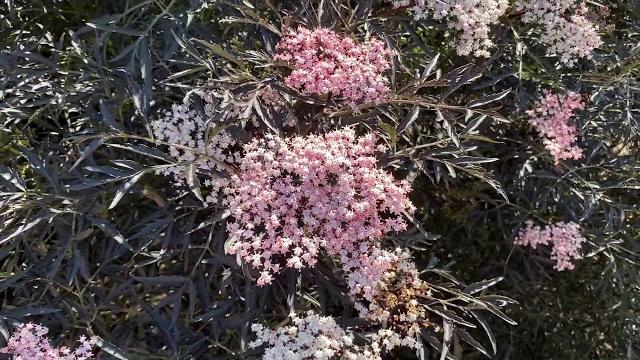 Black lace® sambucus | garden crossings Black lace® sambucus | garden crossings