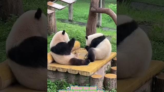 Happy panda #panda #pandas #cuteanimals #funny #funnyanimals #foryour #fyp #pandababy #cute Happy panda #panda #pandas #cuteanimals #funny #funnyanimals #foryour #fyp #pandababy #cute