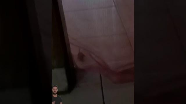 Tikus komtol Tikus komtol