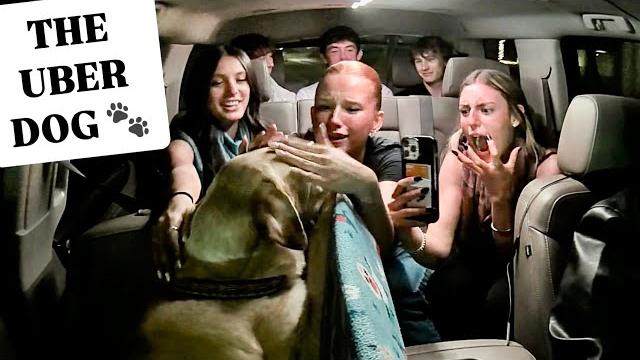 Surprising uber passengers with a puppy! Surprising uber passengers with a puppy!