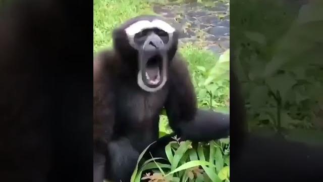 Monkey wants to call someone with his loud sound | how monkey sounds let's listen together Monkey wants to call someone with his loud sound | how monkey sounds let's listen together