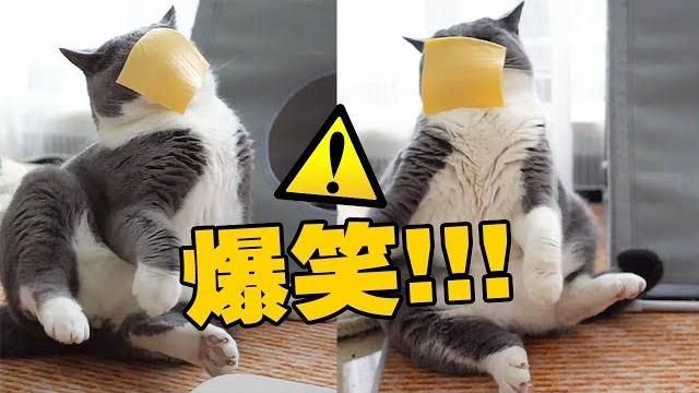 【喵來啦】突然把芝士丟貓臉上會怎樣??? 【喵來啦】突然把芝士丟貓臉上會怎樣???