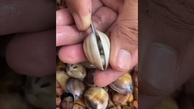 Beautiful pearls in shell #pearls #sea Beautiful pearls in shell #pearls #sea
