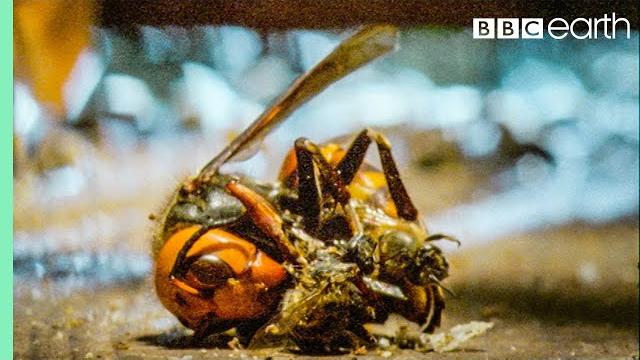 Bees kill a giant hornet with heat | buddha, bees and the giant hornet queen | bbc earth Bees kill a giant hornet with heat | buddha, bees and the giant hornet queen | bbc earth