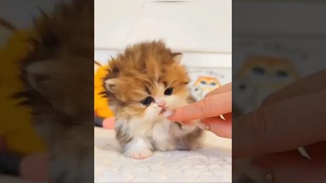 Anak kucing kecil lucu Anak kucing kecil lucu