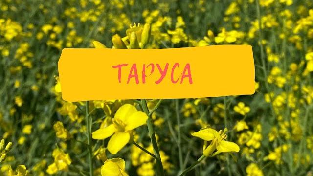 Таруса. калужская область. Таруса. калужская область.