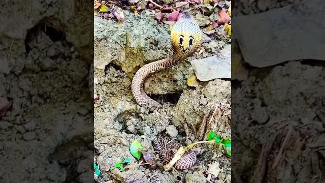 "terrifying cobra snake emerges from the hole!" "terrifying cobra snake emerges from the hole!"