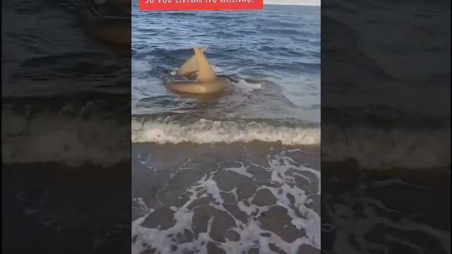 A praia de boa viagem recife - pernambuco é mais perigosa do brasil, cheia de tubarões #praiasbrasil A praia de boa viagem recife - pernambuco é mais perigosa do brasil, cheia de tubarões #praiasbrasil