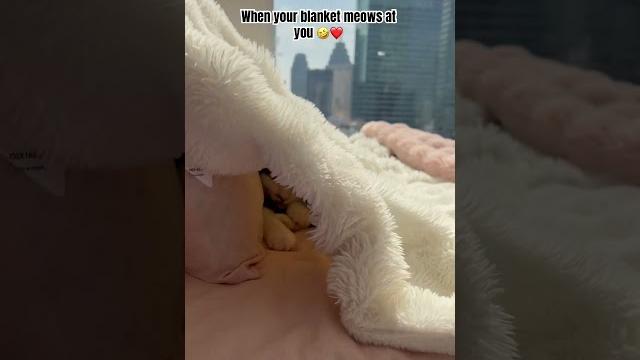 I meow back ️ I meow back ️