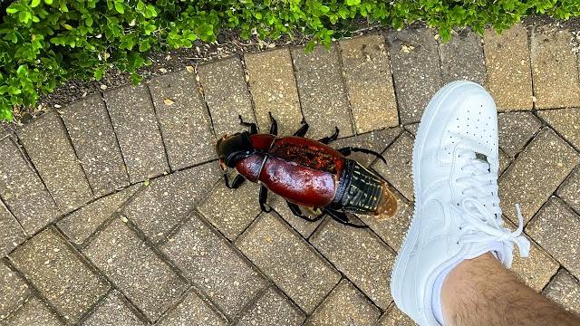 Why did i crush this bug... Why did i crush this bug...
