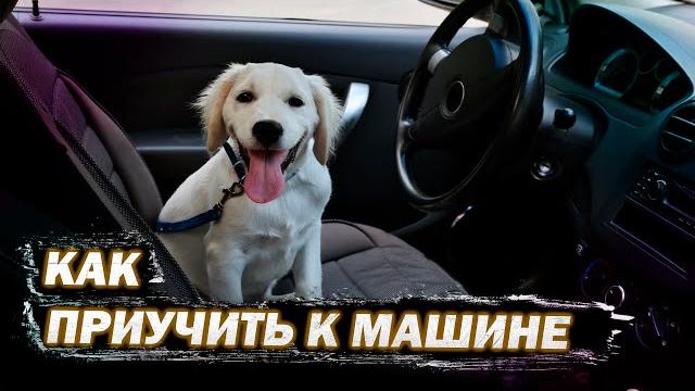 Как приучить собаку к машине/ #shorts Как приучить собаку к машине/ #shorts