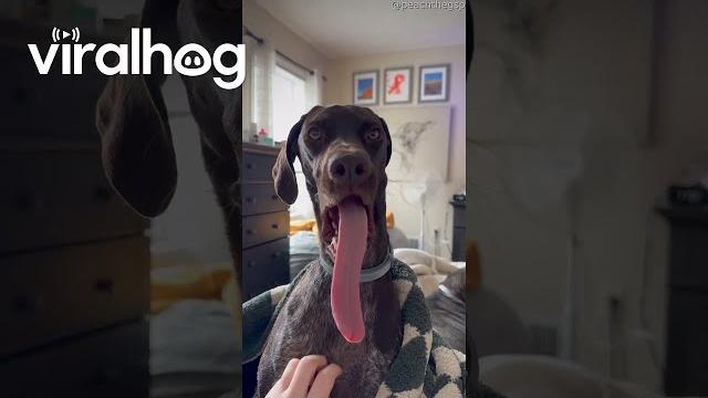 Yawning dog shows off incredibly long tongue || viralhog Yawning dog shows off incredibly long tongue || viralhog