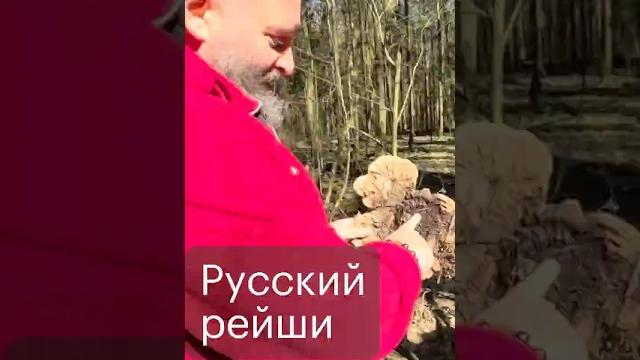 Русский рейши #михаилвишневский #грибы Русский рейши #михаилвишневский #грибы