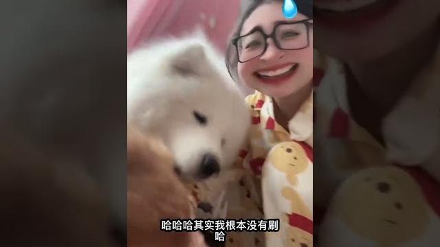 怎么会有这么八卦的小狗 #萌宠出道计划 #狗子与我 #银狐犬 #我的萌宠 #毛孩子的日常 怎么会有这么八卦的小狗 #萌宠出道计划 #狗子与我 #银狐犬 #我的萌宠 #毛孩子的日常