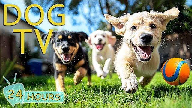 Dog tv: ultimate video entertaining for dogs to watch when home alone - funny all day music for dogs Dog tv: ultimate video entertaining for dogs to watch when home alone - funny all day music for dogs