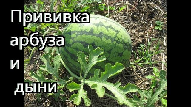 Как я прививаю арбузы и дыни. Как я прививаю арбузы и дыни.