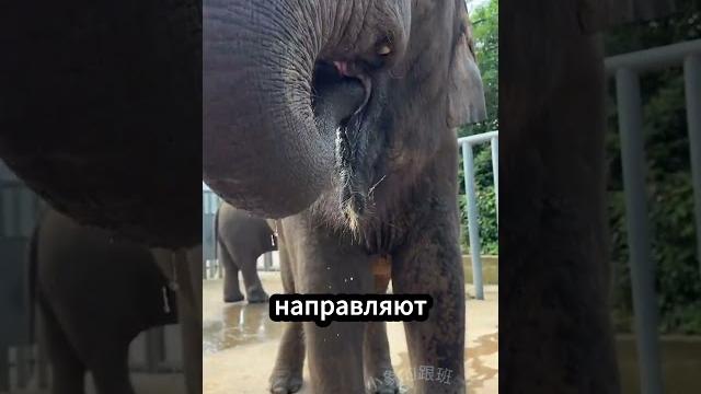 Для чего нужен хобот слона? Для чего нужен хобот слона?
