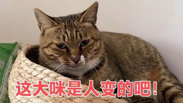 农村猫咪与主人无障碍交流走红网络,网友这猫是人变的吧!【网红故事分享】 农村猫咪与主人无障碍交流走红网络,网友这猫是人变的吧!【网红故事分享】