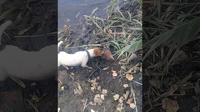 Джек рассел терьер охотник Джек рассел терьер охотник