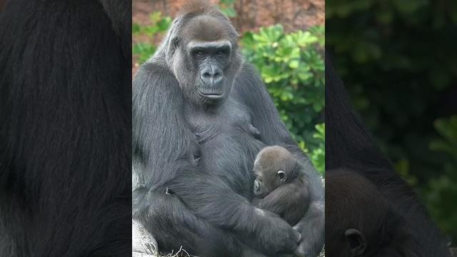 Baby gorilla sleeps peacefully in the arms of mother momoka #monkey #gorilla #love #shorts #animals Baby gorilla sleeps peacefully in the arms of mother momoka #monkey #gorilla #love #shorts #animals