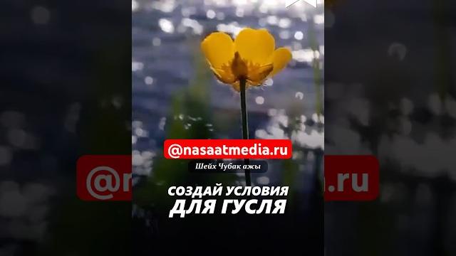 Создай условия для гусля. #насаатмедиа #rec #rek #film #шейх_чубак_ажы #live #чубакажы #ислам Создай условия для гусля. #насаатмедиа #rec #rek #film #шейх_чубак_ажы #live #чубакажы #ислам