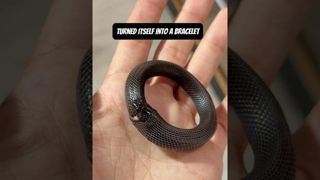 A real live snake bracelet!! A real live snake bracelet!!