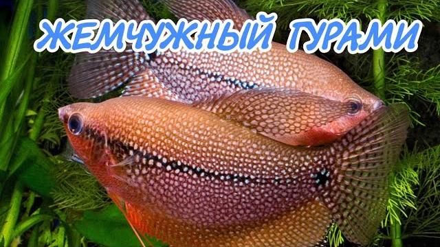 Жемчужный гурами. содержание и разведение. Жемчужный гурами. содержание и разведение.