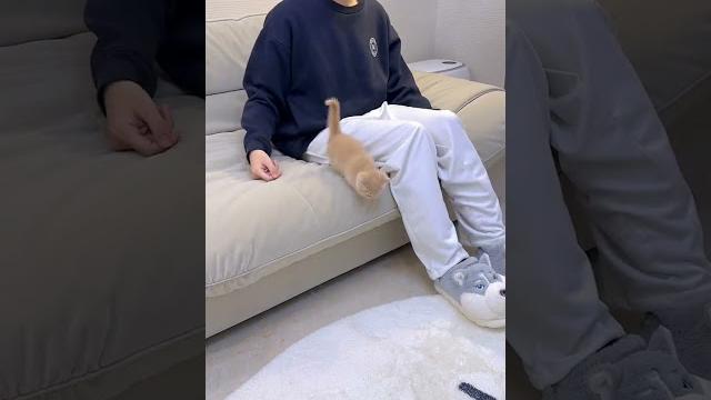【獨生子的日常】让猫咪陷入无限循环#小奶猫 #铲屎官的乐趣 【獨生子的日常】让猫咪陷入无限循环#小奶猫 #铲屎官的乐趣