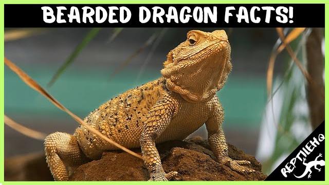 25 crazy bearded dragon facts that will blow your mind! 25 crazy bearded dragon facts that will blow your mind!