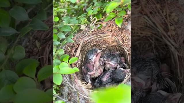 树丛里发现一窝刚出去的小鸟#bird #鸟 #cuckoo #动物 #鸟鸣 树丛里发现一窝刚出去的小鸟#bird #鸟 #cuckoo #动物 #鸟鸣