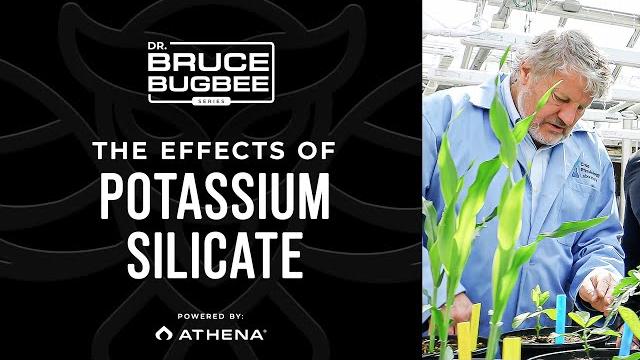 Bruce bugbee series – effects of potassium silicate Bruce bugbee series – effects of potassium silicate