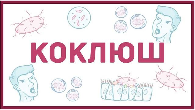 Коклюш - причины, симптомы, диагностика, лечение Коклюш - причины, симптомы, диагностика, лечение