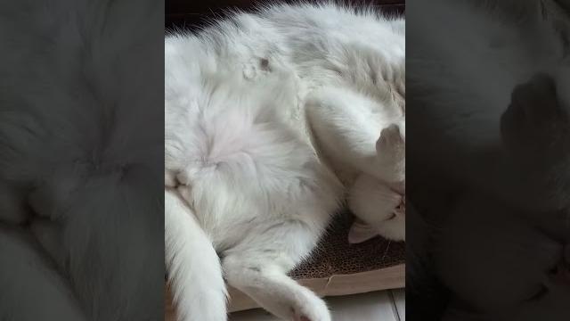 Prenses #cat #uyuyan #güzel #kedim Prenses #cat #uyuyan #güzel #kedim