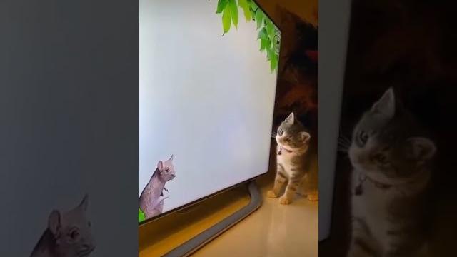 Cat & rat war #prnakster #shorts #tits #xxx #pranks #pranksters #rat #cat #pussy cat #war #animal Cat & rat war #prnakster #shorts #tits #xxx #pranks #pranksters #rat #cat #pussy cat #war #animal