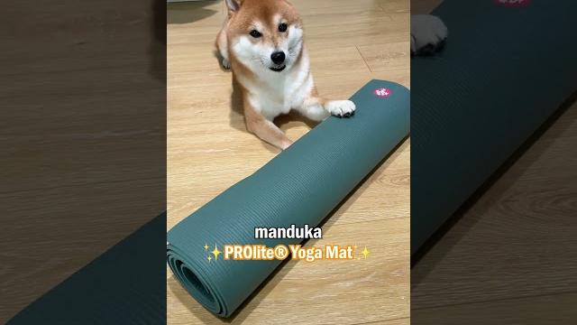 Yuzu the shiba uses the manduka prolite yoga mat! ️ Yuzu the shiba uses the manduka prolite yoga mat! ️