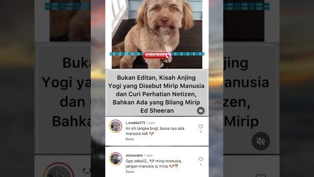 Anjing mirip manusia #artist #viralvideo Anjing mirip manusia #artist #viralvideo