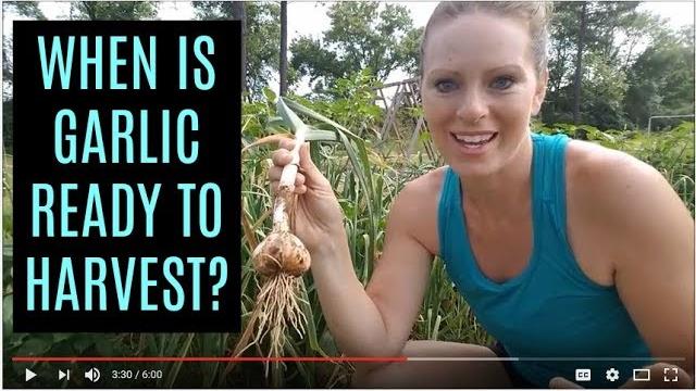 When to harvest garlic + a unique tip for curing and storage When to harvest garlic + a unique tip for curing and storage
