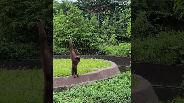 Orangutan pamer ketek Orangutan pamer ketek