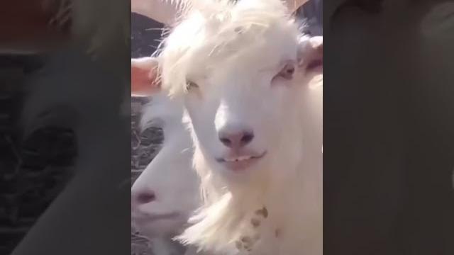 Bigo yangi bigochi Bigo yangi bigochi