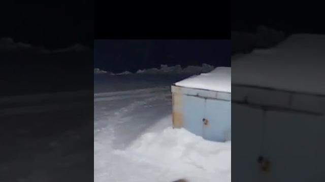 Уссурийский тигр напал на собаку. Уссурийский тигр напал на собаку.
