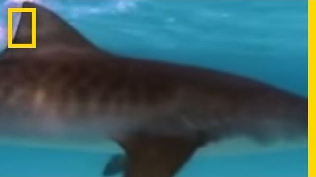 Tiger sharks vs. turtles | national geographic Tiger sharks vs. turtles | national geographic