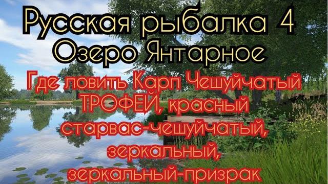 Рр4. озеро янтарное.где ловить карп чешуйчатый, карп старвас-красный,карп зеркальный и один призрак. Рр4. озеро янтарное.где ловить карп чешуйчатый, карп старвас-красный,карп зеркальный и один призрак.