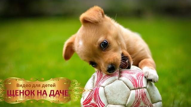 Видео для детей. щенок на даче. Видео для детей. щенок на даче.