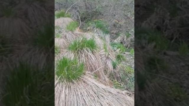 Остров русский,заболоченые бухты. Остров русский,заболоченые бухты.