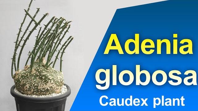 Adenia globosa | caudex plants | eden elfs Adenia globosa | caudex plants | eden elfs