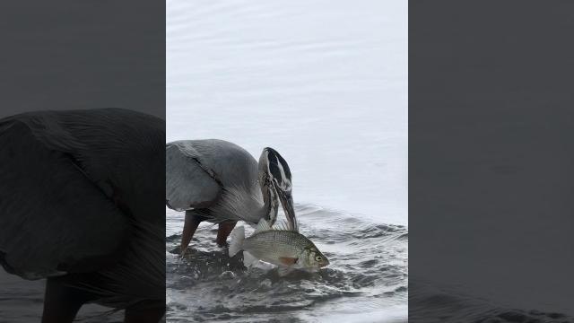 Heron snags & devours a huge white perch !! canon r1 + rf 100-500 #wildlife #birds #canonr1 Heron snags & devours a huge white perch !! canon r1 + rf 100-500 #wildlife #birds #canonr1